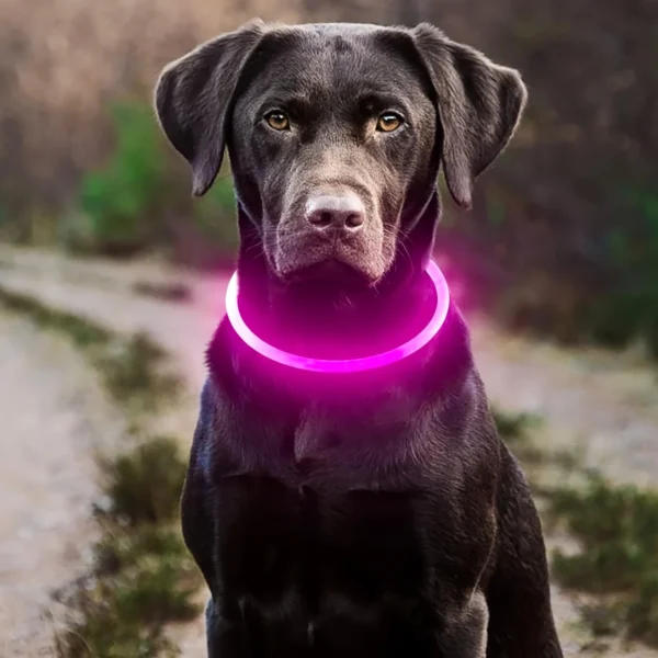 Pet Dog LED Light Collar Luminous Anti-Lost Dog Collar USB Rechargeable Dog Necklace Collar 3